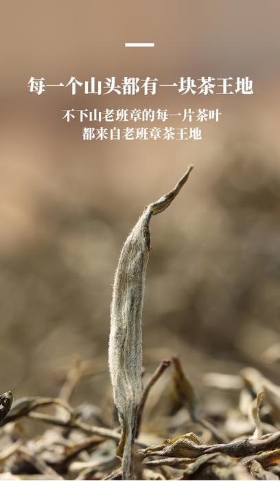 老班章茶产地在哪里（口碑不错的10个老班章品牌）