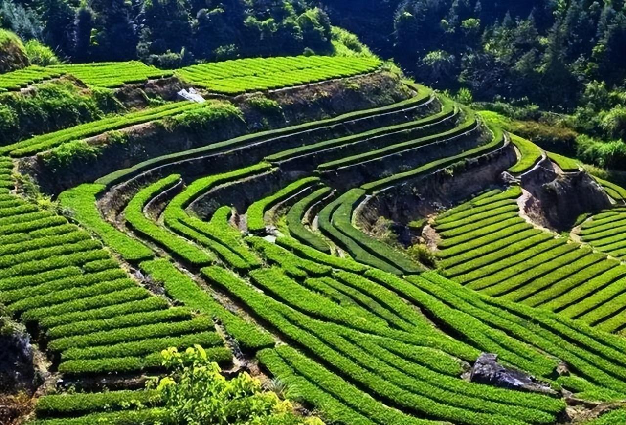 祁门红茶产地在哪里呢（祁门红茶的​品质及冲泡方法）