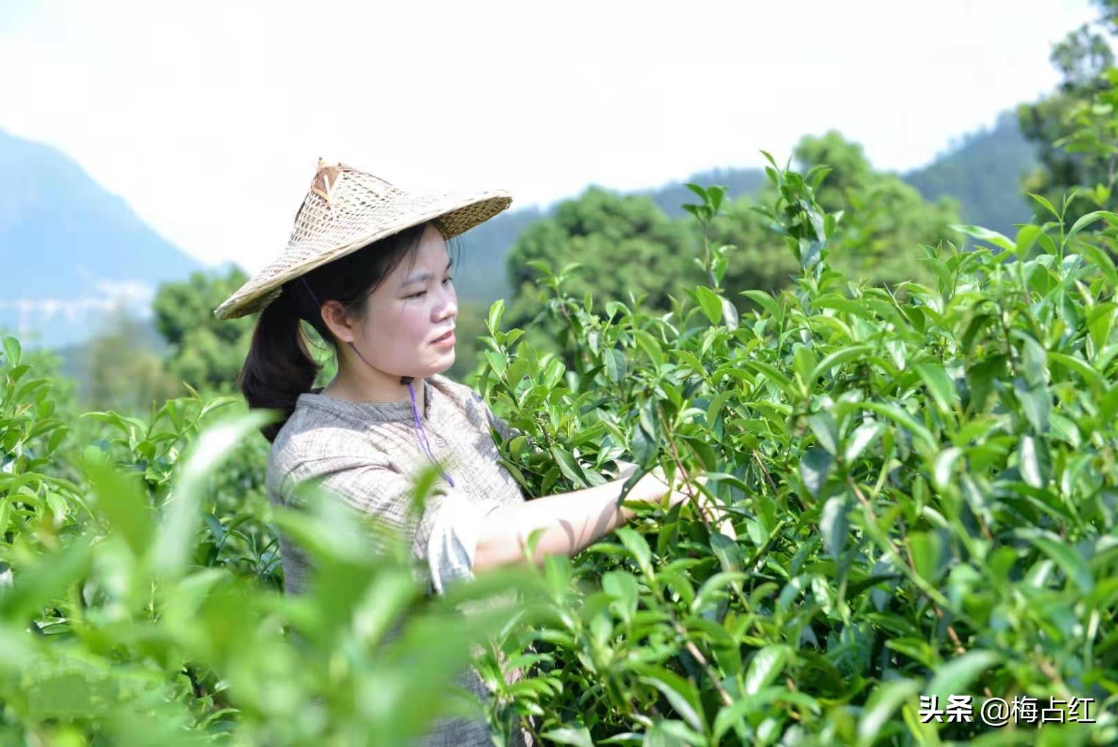 梅占茶的特点都有哪些（梅占茶的功效作用及主要特点）