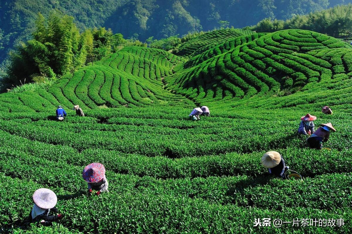 毛尖是什么茶有哪些特点（毛尖茶的常见种类有哪些）