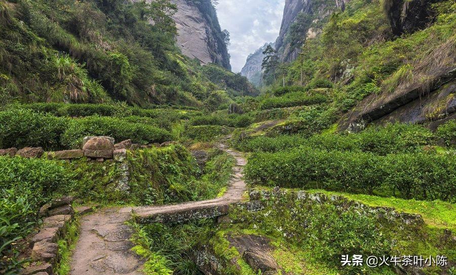 武夷山肉桂岩茶属于什么茶（肉桂茶是怎么制作的呢）