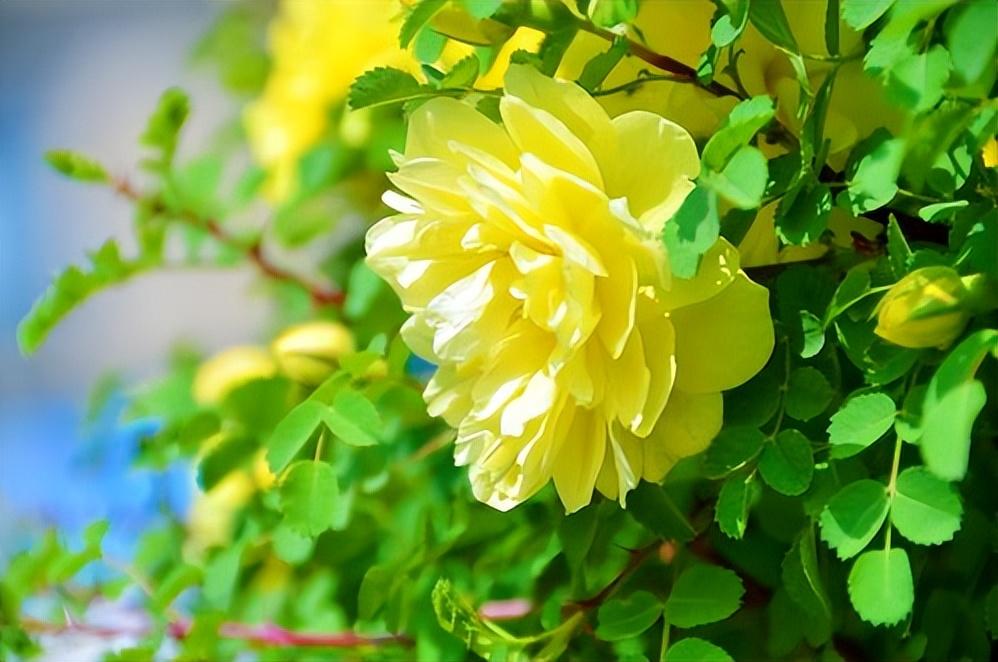 刺玫瑰花怎么养殖方法（北方地区成功养殖刺玫所需的技巧）