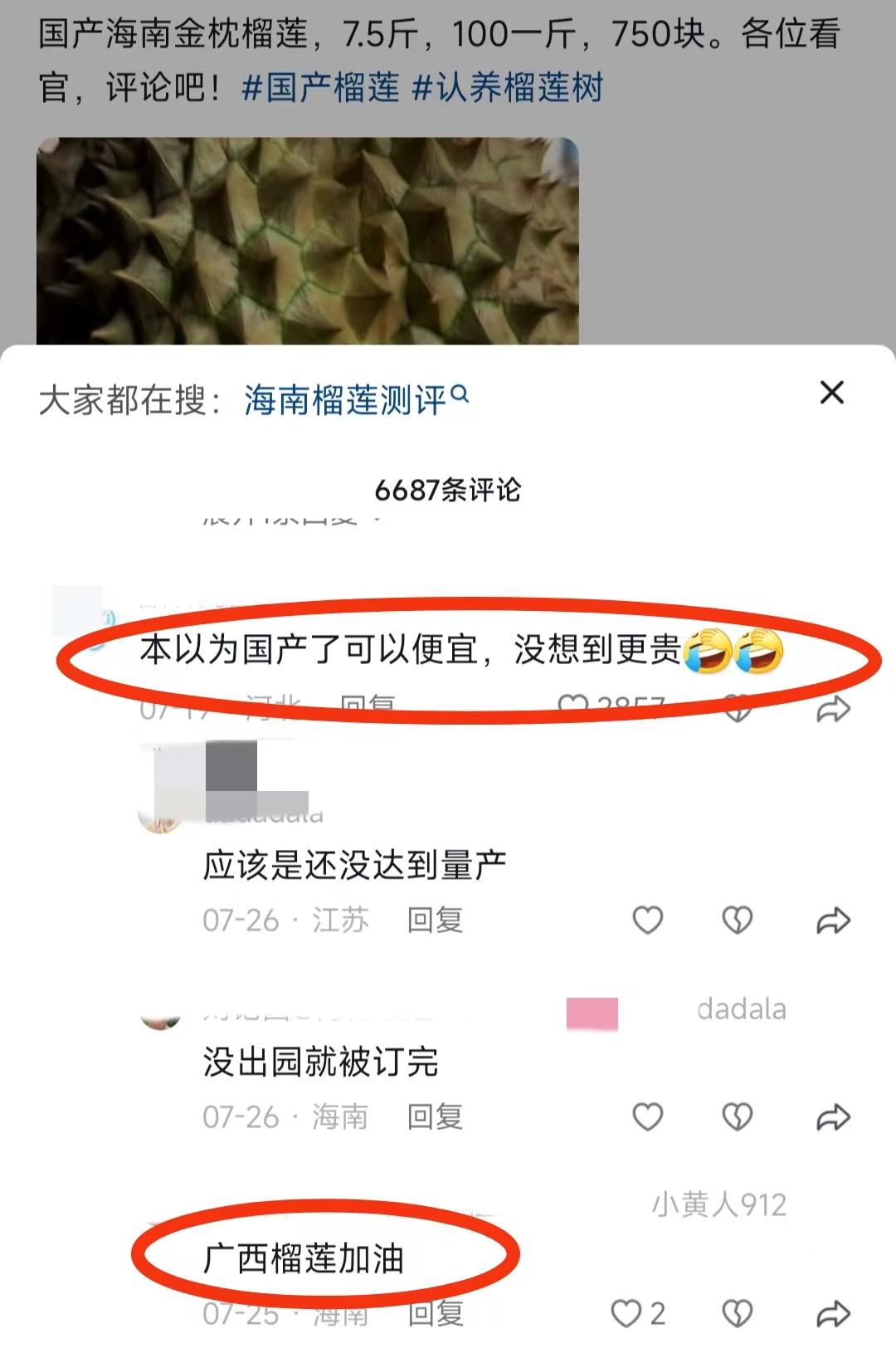 广西能种榴莲吗（为什么国产榴莲的价格远高于进口榴莲）