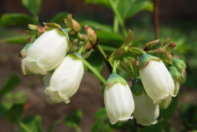 蓝莓花长什么样（蓝莓从花芽分化出花苞的过程是怎样的）