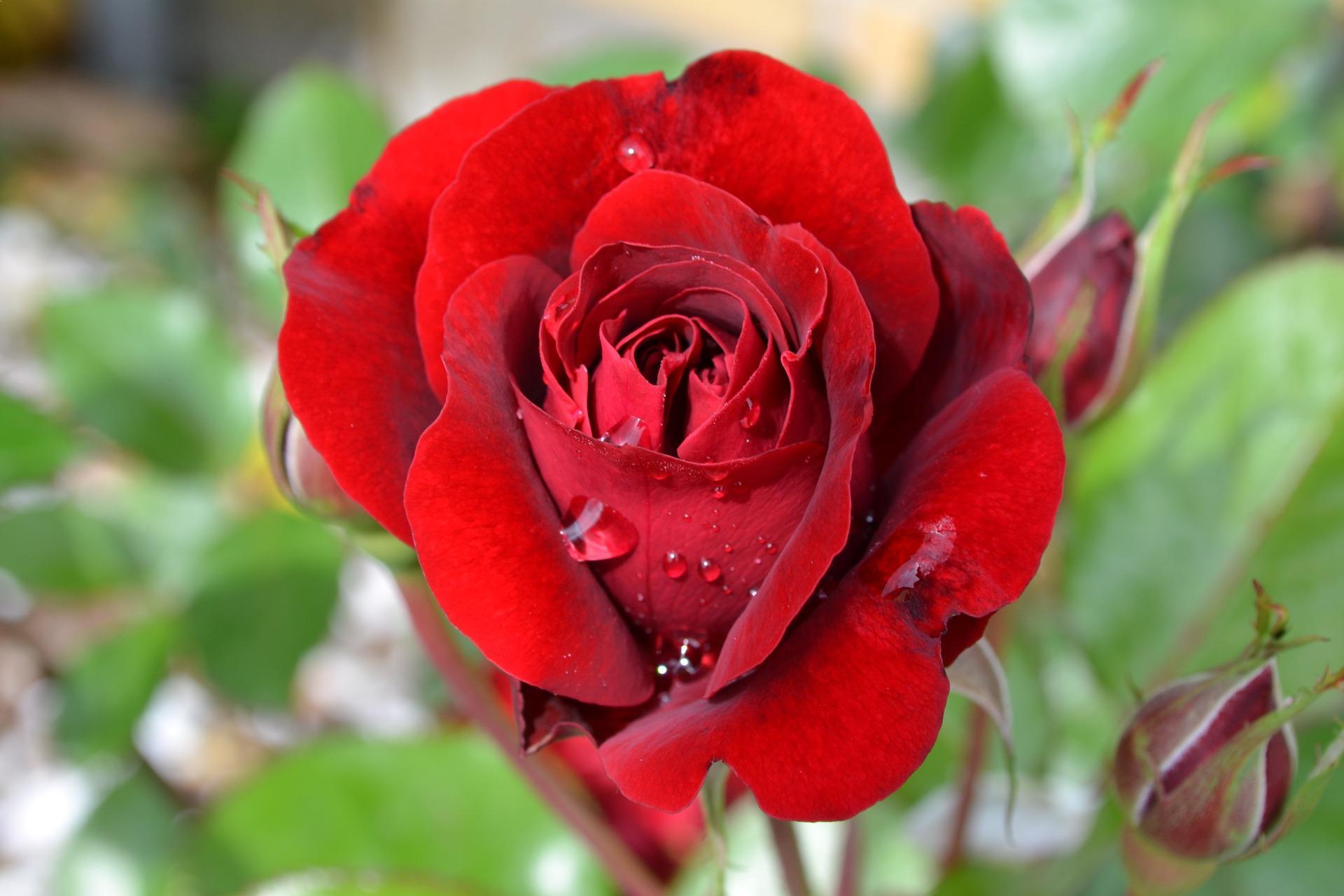 玫瑰的颜色有几种（盘点各个颜色玫瑰花中的代表品种）
