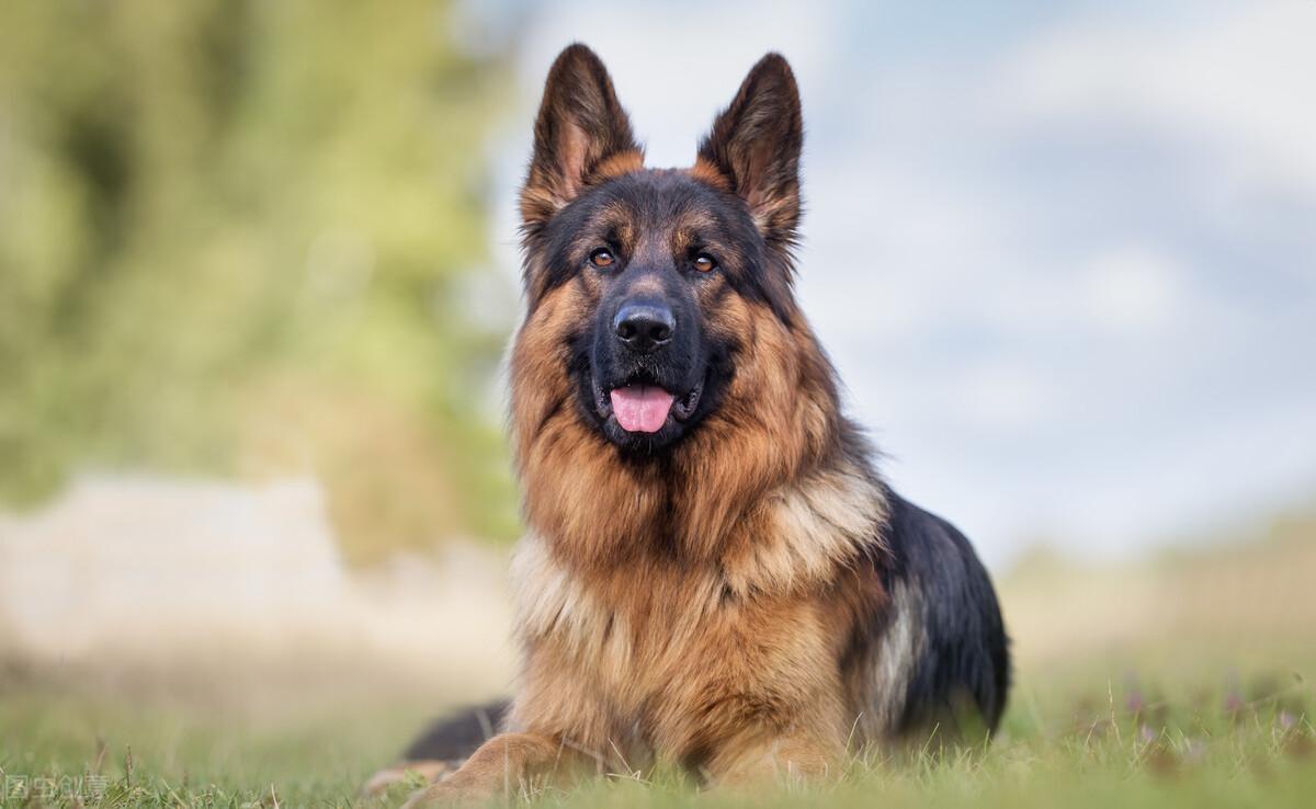 德牧好养吗（德国牧羊犬如此受人喜爱的原因是什么）