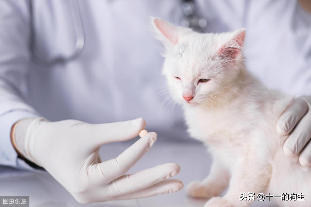 猫咪呼吸道感染的症状有哪些症状（什么是上呼吸道感染）