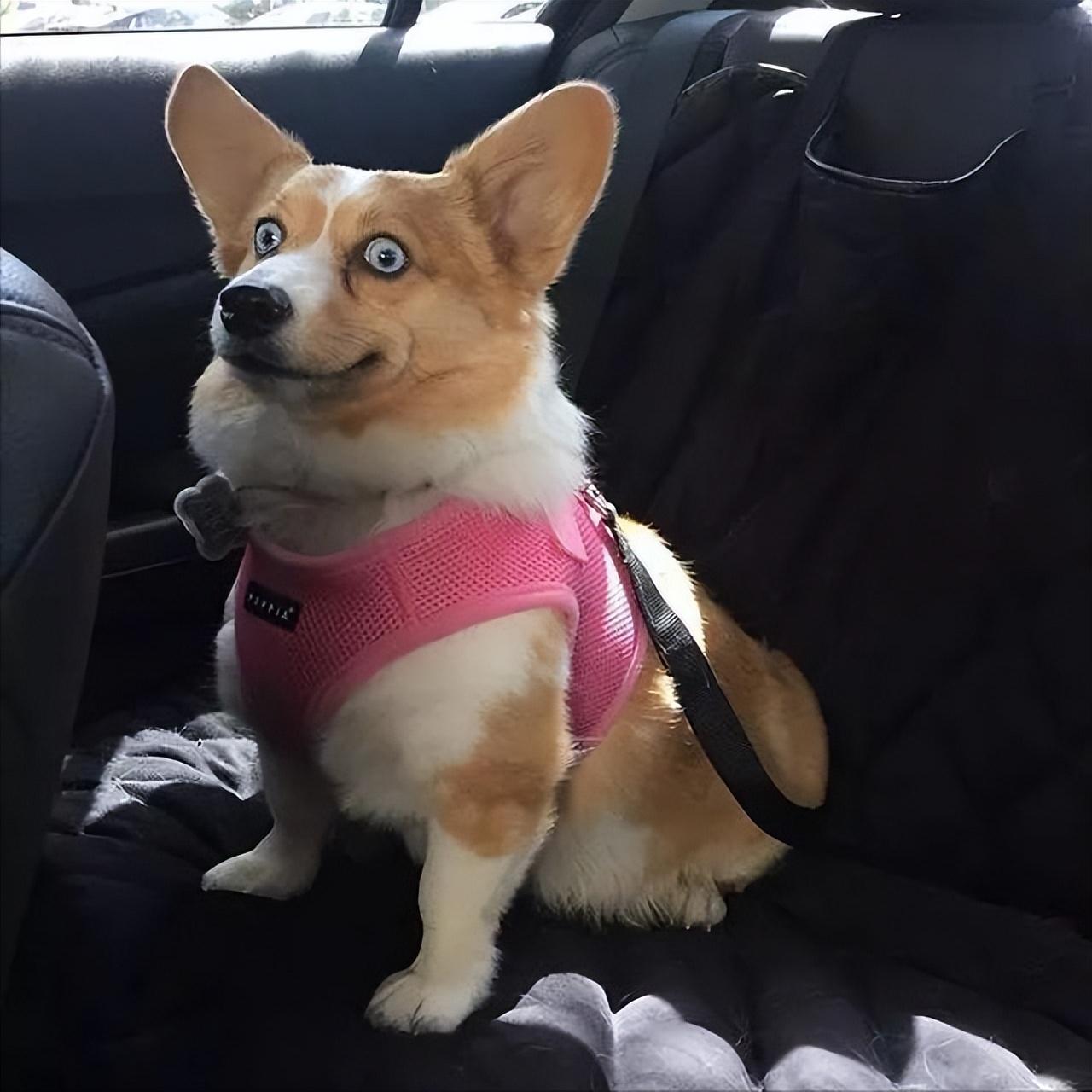 贵宾犬多少钱一只（盘点不适合打工人养的6种狗狗）