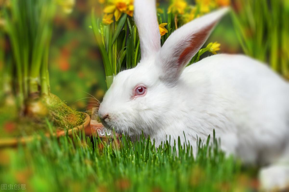 家兔的饲养方法有哪些（兔子的生长习性及日常护理）