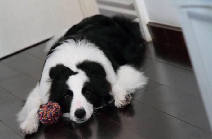 边牧犬不能吃的食物有哪些（饲养边牧犬的食物禁忌）