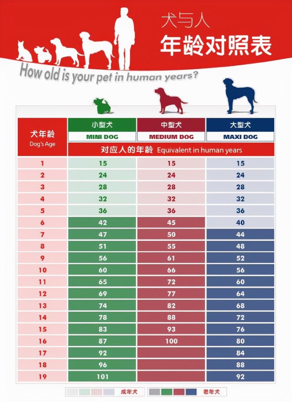 狗十岁相当于人类多少岁（狗狗真实年龄的换算公式）