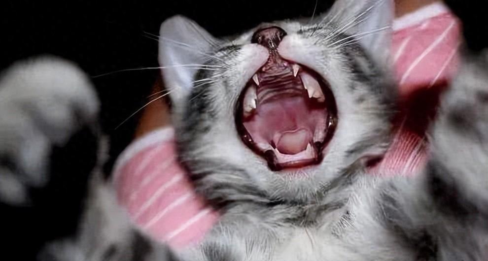 猫的狂犬病的症状（当一只猫患上狂犬病会有哪些迹象）