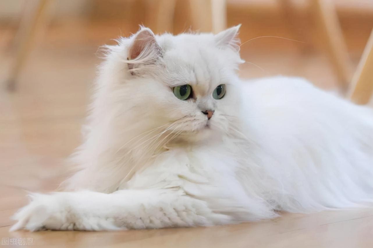 猫假孕症状都有哪些呢（猫怀孕后会出现哪些症状呢）