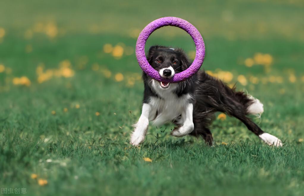 边牧犬训练方法与技巧（平时需要对边牧进行训练的项目）