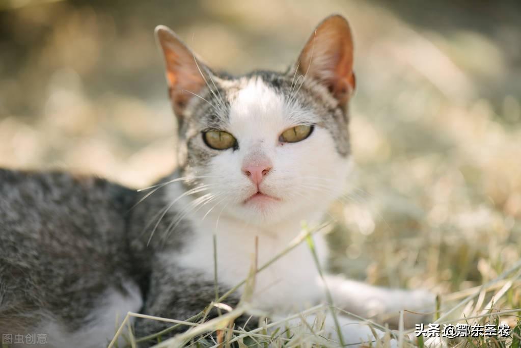 小母猫的叫声（一般情况下母猫什么时候喜欢叫唤呢）