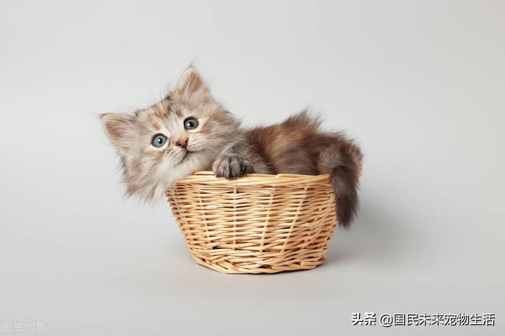 刚刚出生的小猫咪怎么喂养（小猫多大可以离开猫妈妈呢）