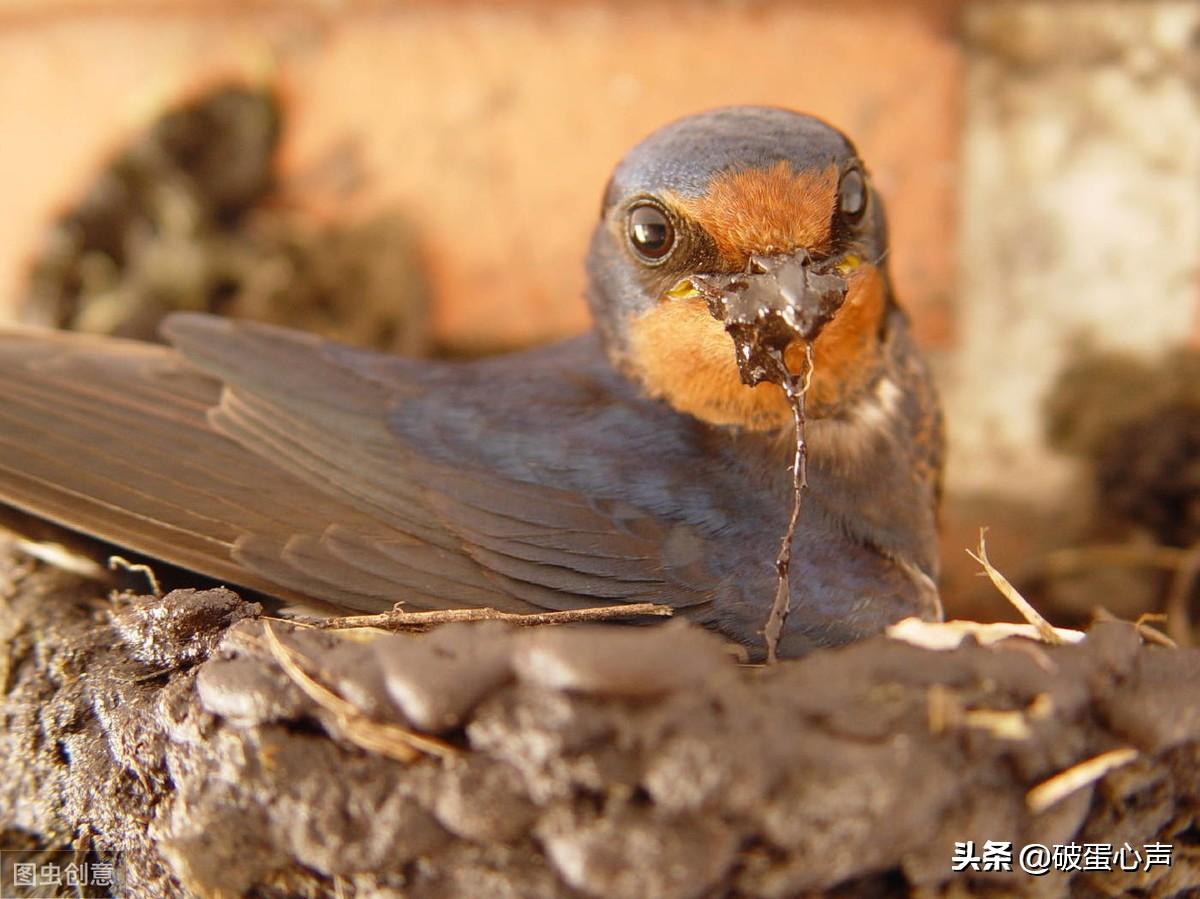 燕子吃苍蝇蚊子吗（简单介绍燕子的来历及迁徙特点）