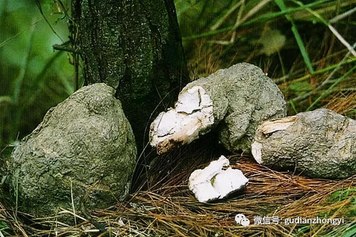 茯苓怎么读（被誉为四时神药的茯苓究竟好在哪里呢）