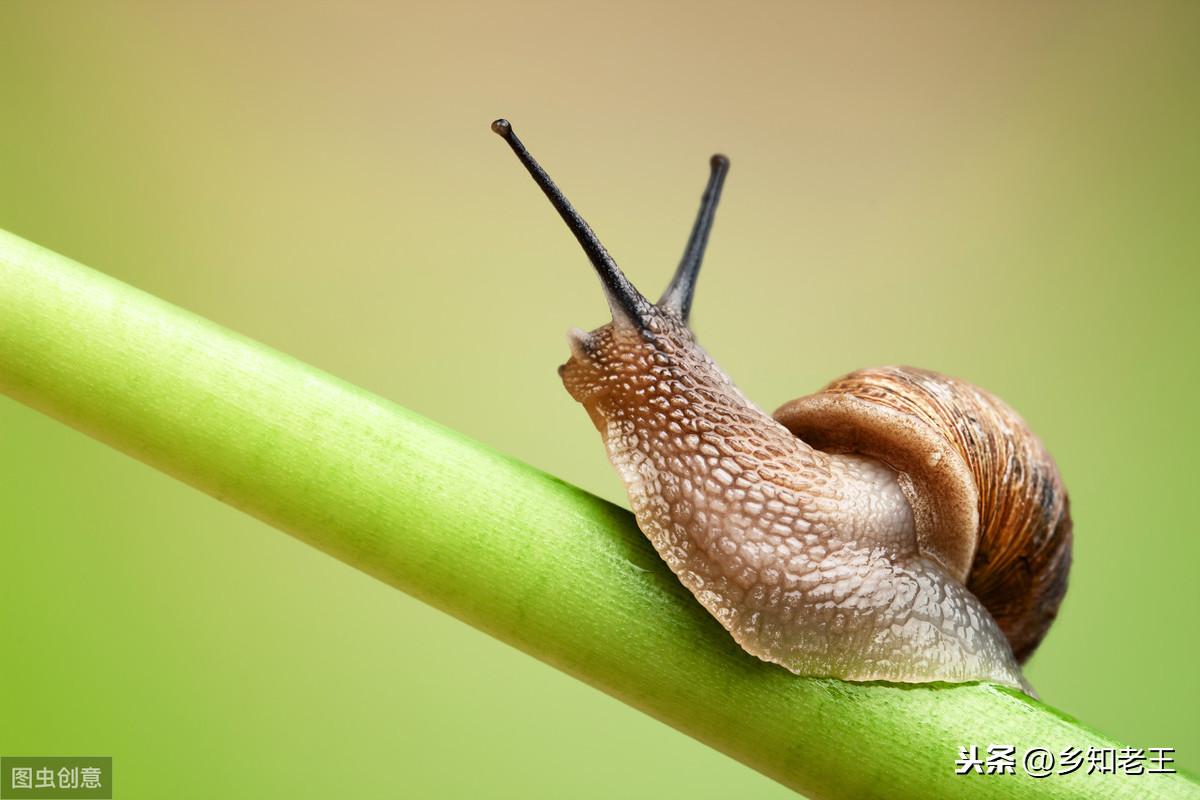 鼻涕虫是害虫还是益虫（有没有什么好方法对付鼻涕虫呢）