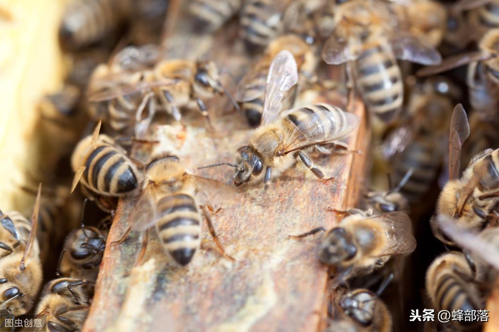 蜜蜂的特点是什么（简单介绍中蜂和意蜂的行为特点）
