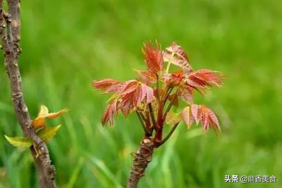香椿和什么不能一起吃禁忌（春天吃香椿的注意事项）