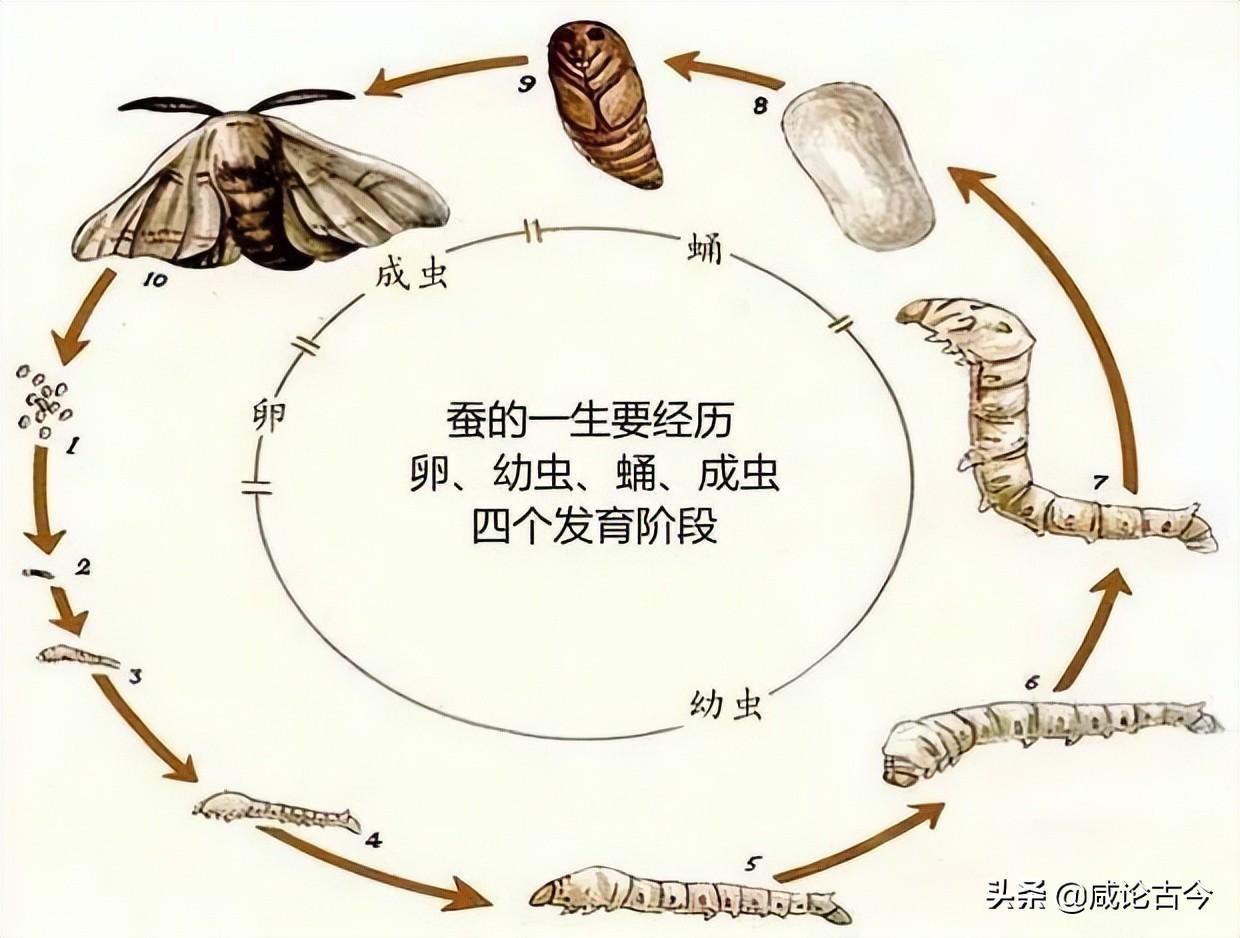 蚕蛹长大变成什么（蚕宝宝从吐丝到羽化成蝉的全过程）