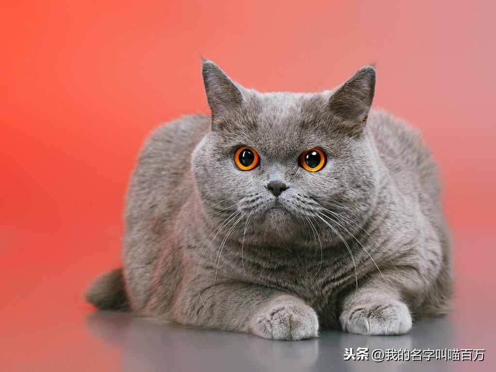 猫的品种大全及图片（生活中常见的宠物猫品种及价格）