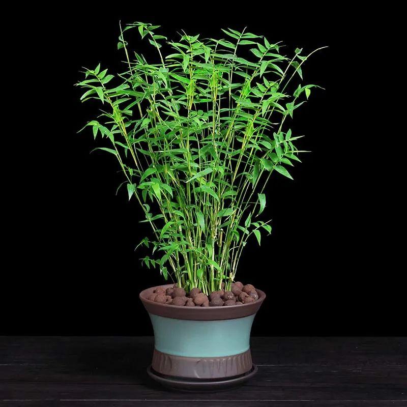 米竹的养殖方法和注意事项（米竹如何养护长得更茂盛）