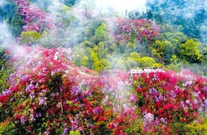 观音莲座蕨是国家保护植物吗（不能采挖的几种野生保护花）