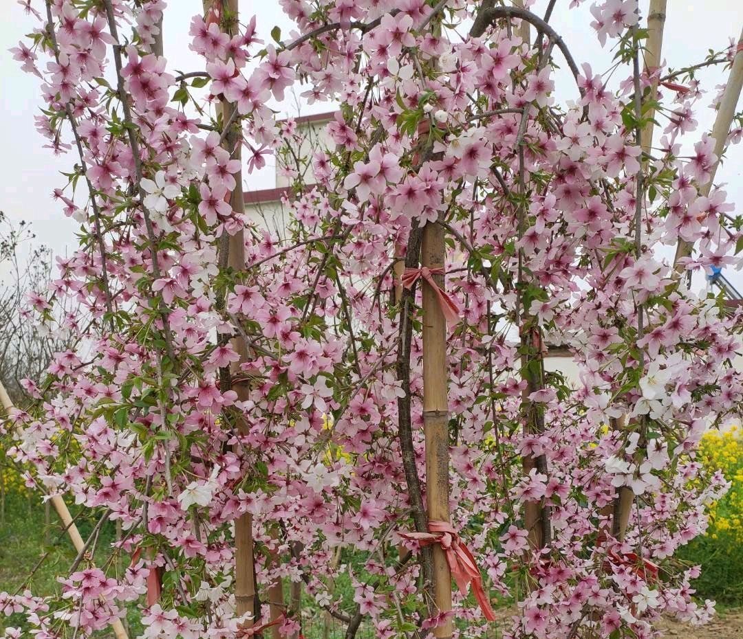 春天哪种花先开花后长叶子（10种先开花后长叶的植物）