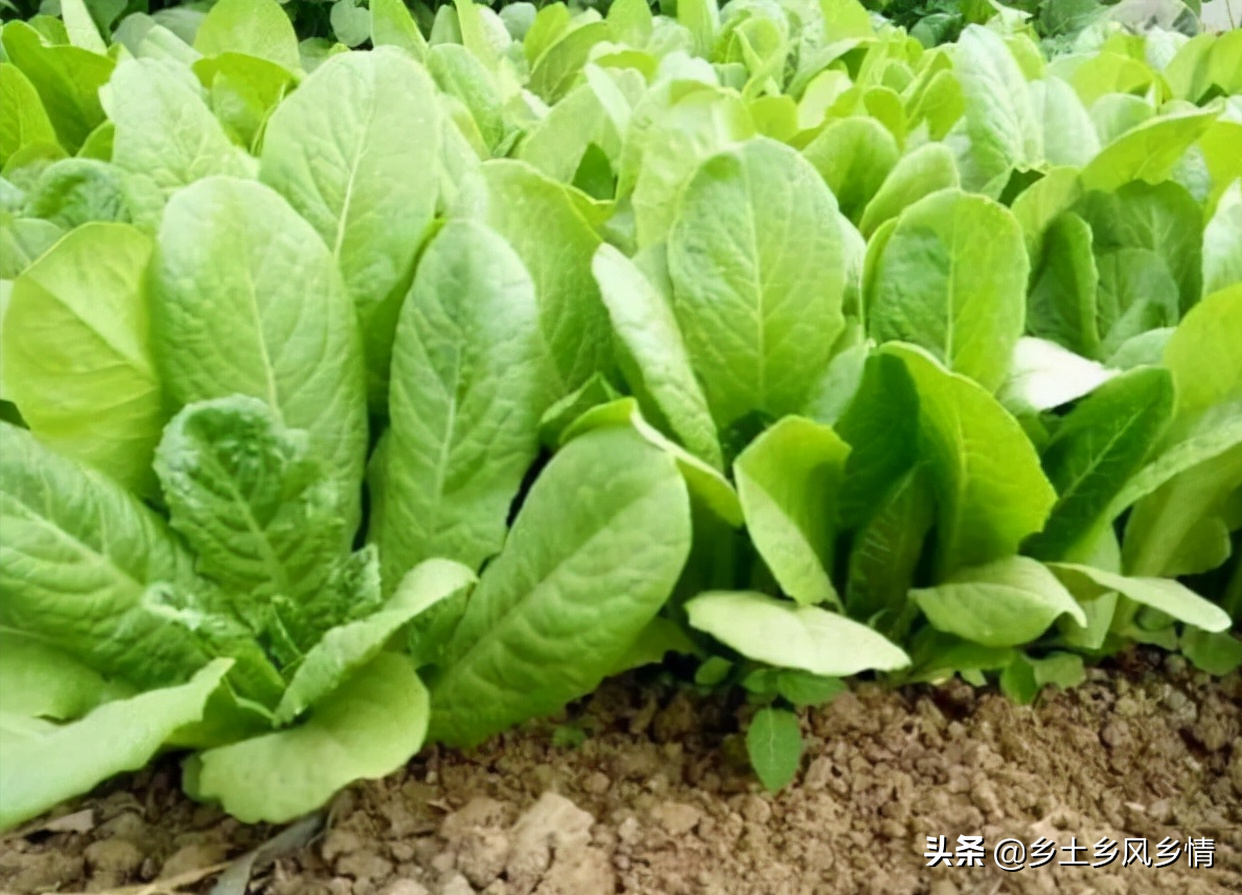 孔雀菜的种植时间和方法（孔雀菜怎么种植比较好呢）