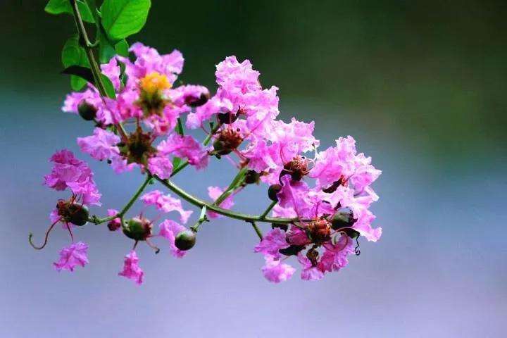 紫薇花是什么意思（紫薇花的生长习性以及管理方法）