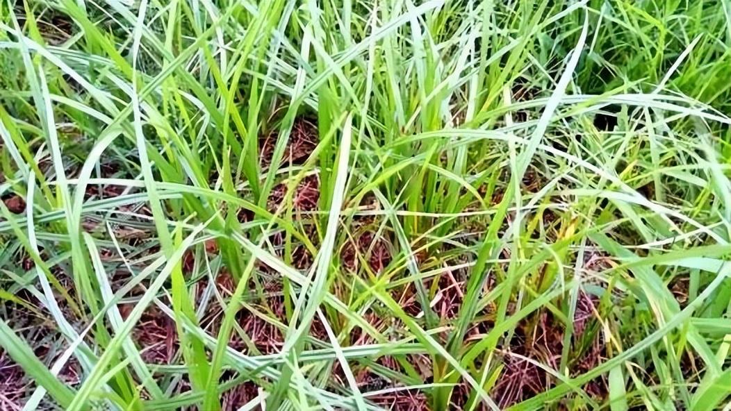 花生多大可以打除草剂（花生什么时候打除草剂效果好）