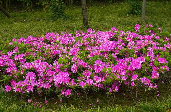 杜鹃花花语是什么（简要介绍关于杜鹃花的寓意和象征）