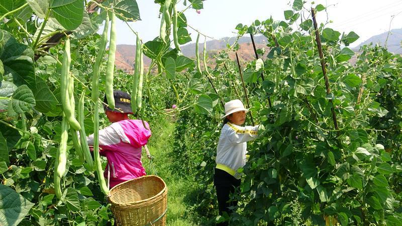 四季豆什么时候种最好（不同品种四季豆的种植时间）