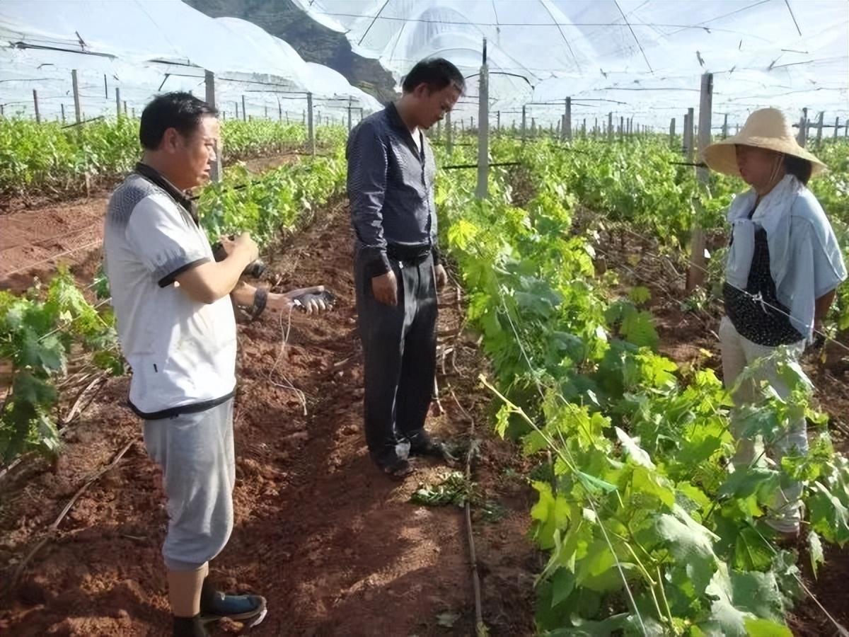 葡萄几月份开花结果（分享葡萄花果期的重要管理技术）