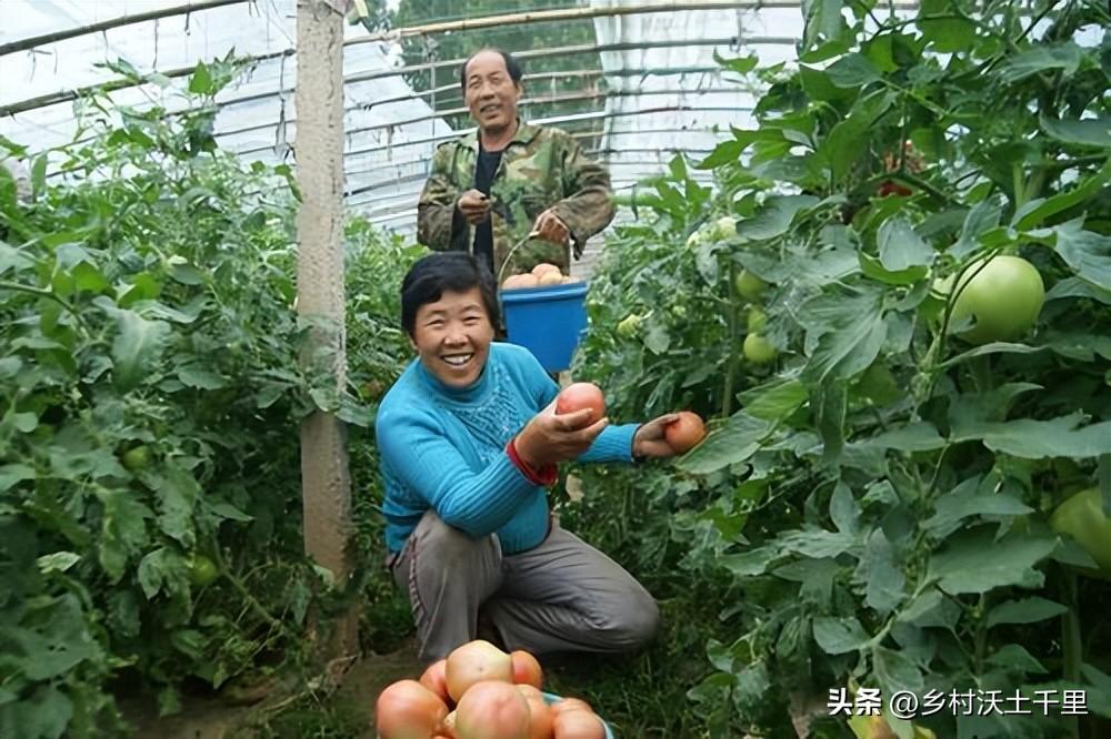 西红柿施肥的正确方法（西红在不同生长期中应该施什么肥）