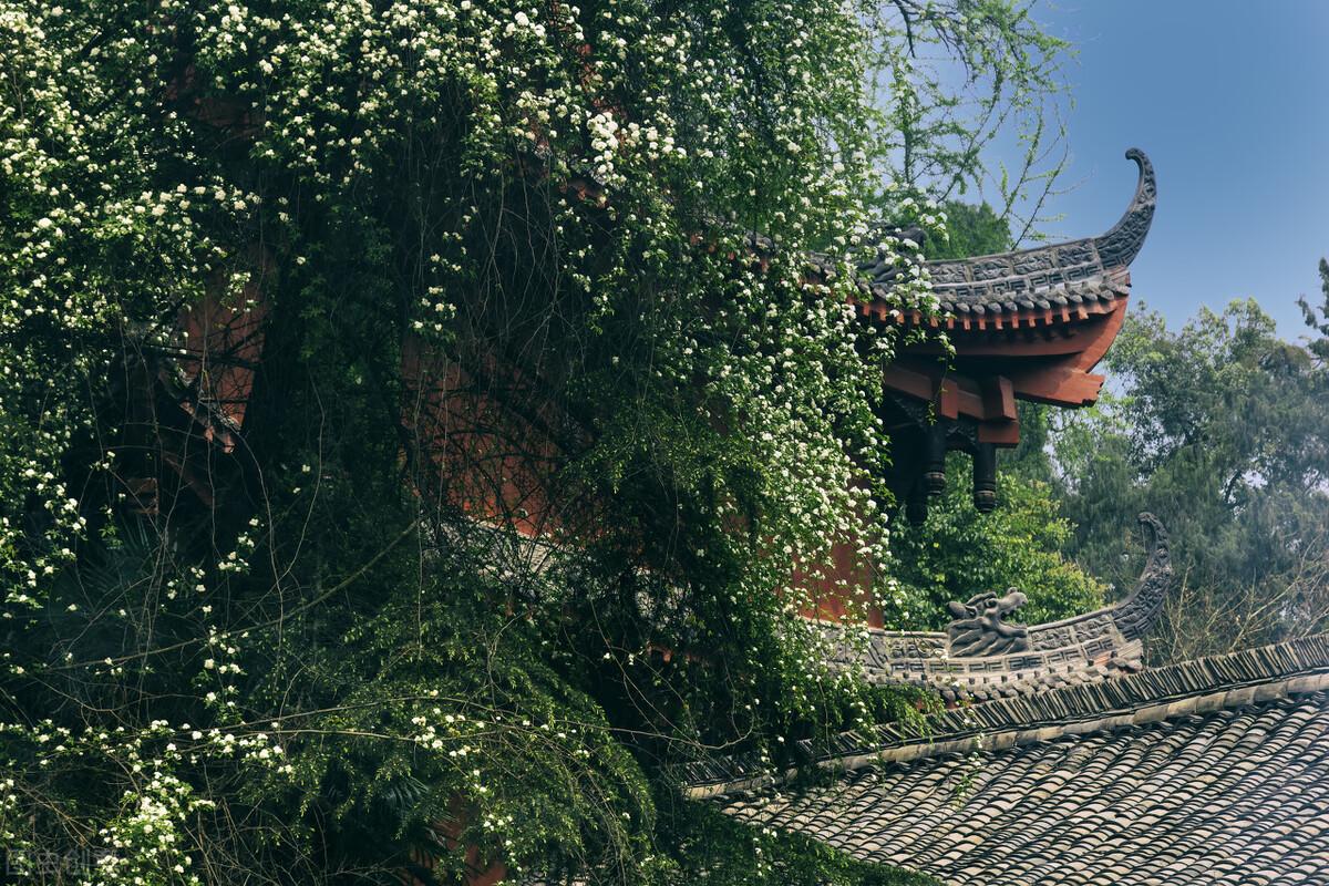 荼靡象征着什么含义（为什么古人说有院不栽荼蘼花呢）