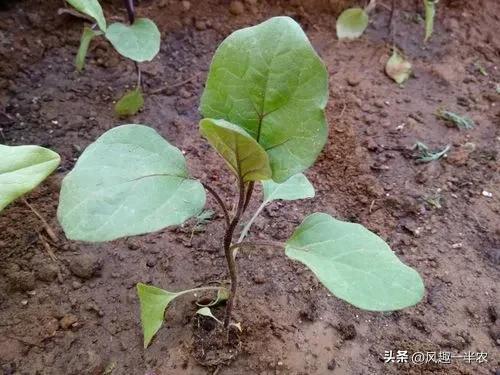 茄子是什么季节的蔬菜（种植茄子需要满足什么生长条件）