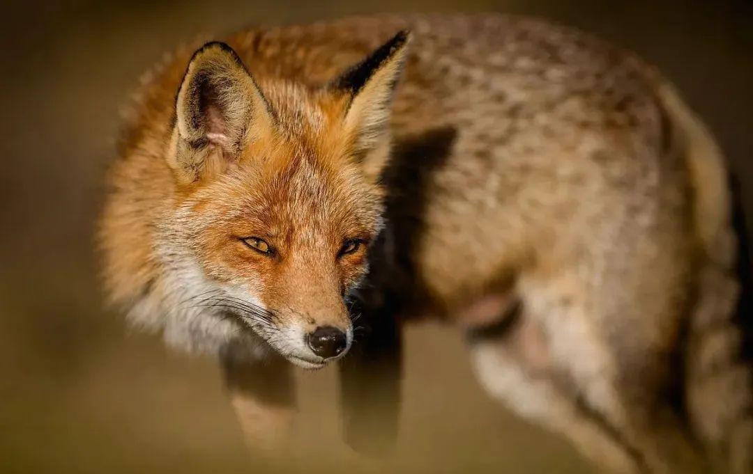 狐狸是几级保护动物（在我国私自捕捉狐狸是违法的吗）