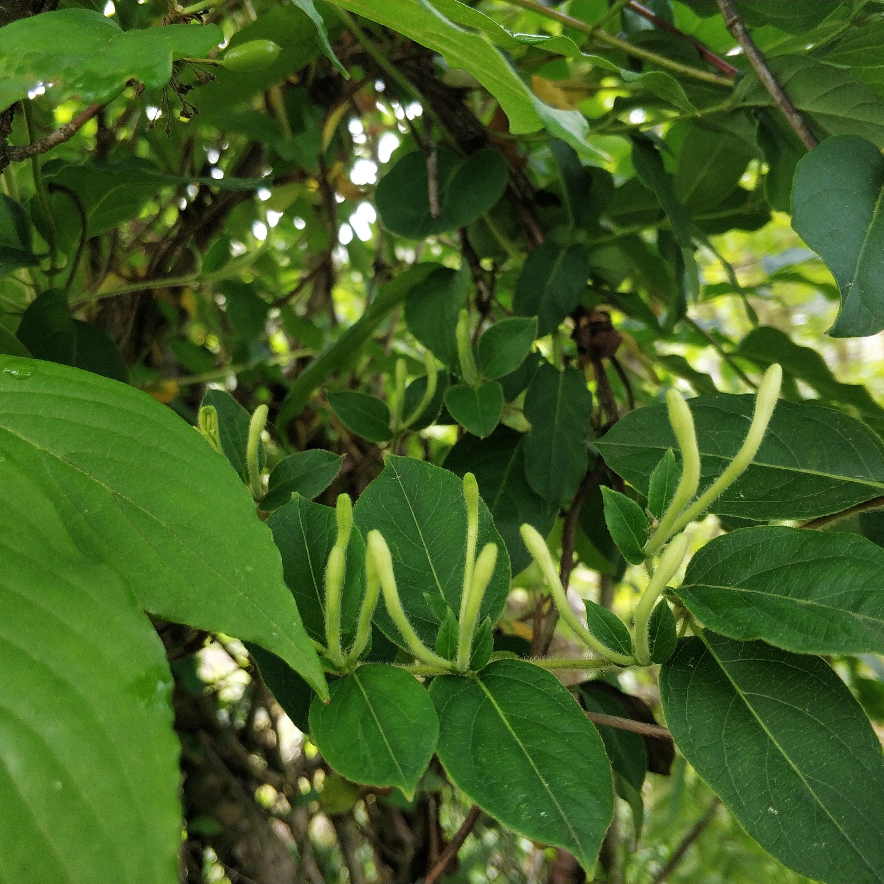 金银花怎么炒制（自己在家可以动手制作的4种茶叶）