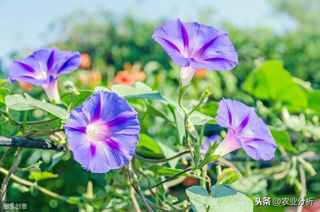 牵牛花的特点有哪些（牵牛花的生长习性及繁殖要点）