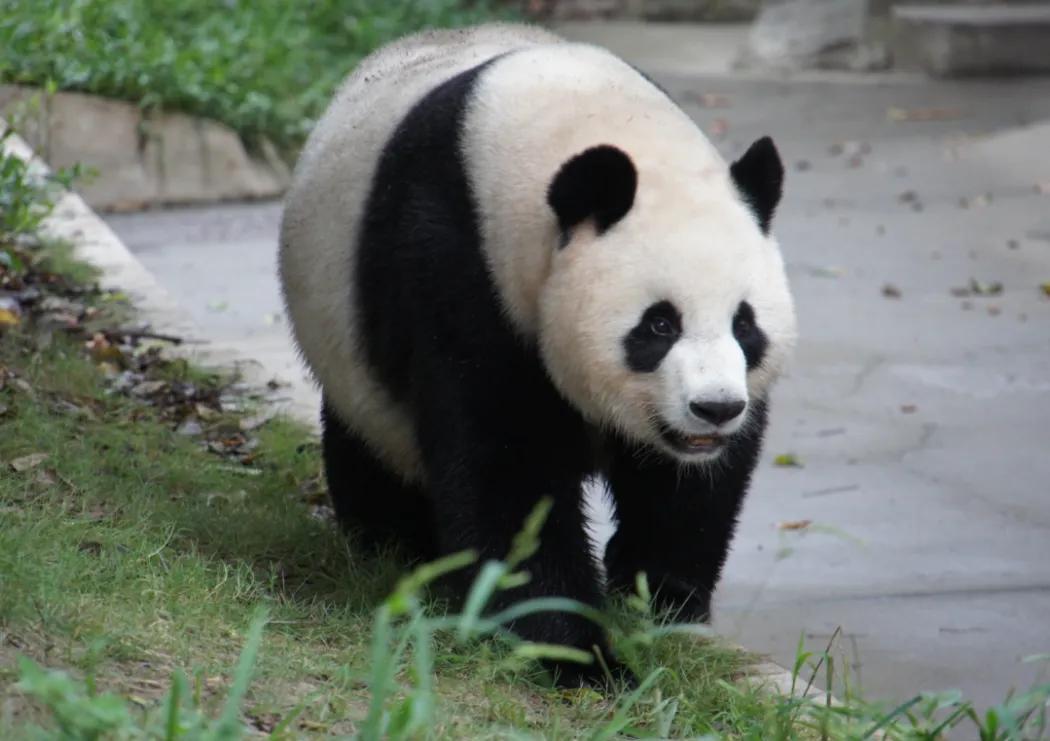 大熊猫的习惯有哪些（大熊猫的生活环境和生活方式）