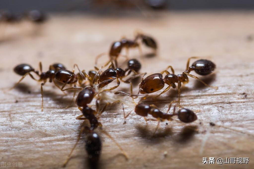 红蚂蚁消灭最简单方法（红火蚁的4种防治方法介绍）