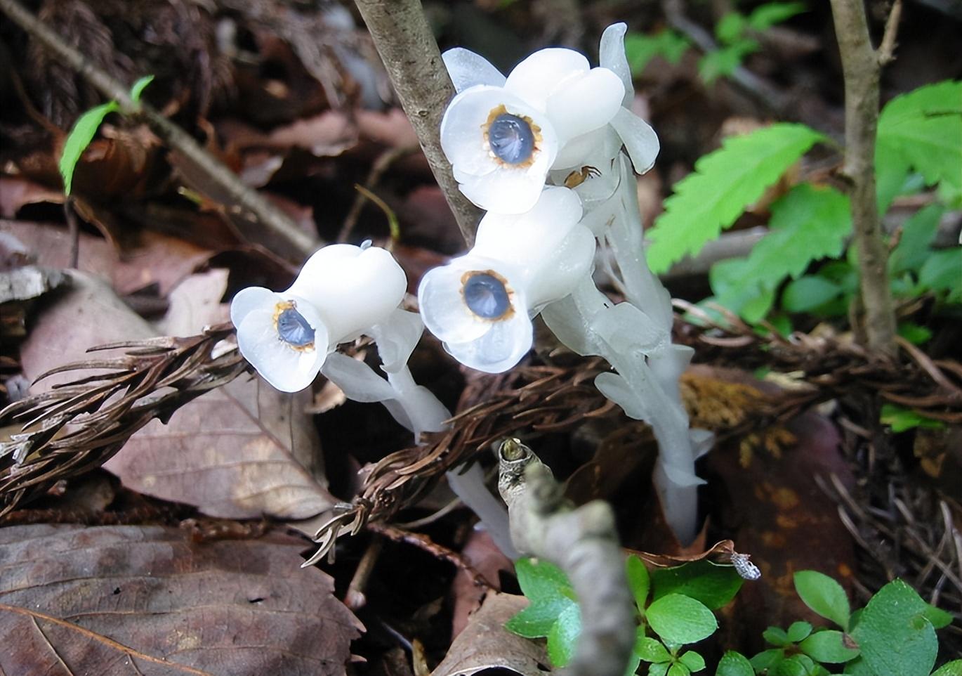 冥界四花的花语是什么（冥界四花指的是哪四种植物）