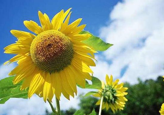 向日葵寓意和花语是什么（最具正能量的向日葵代表什么）