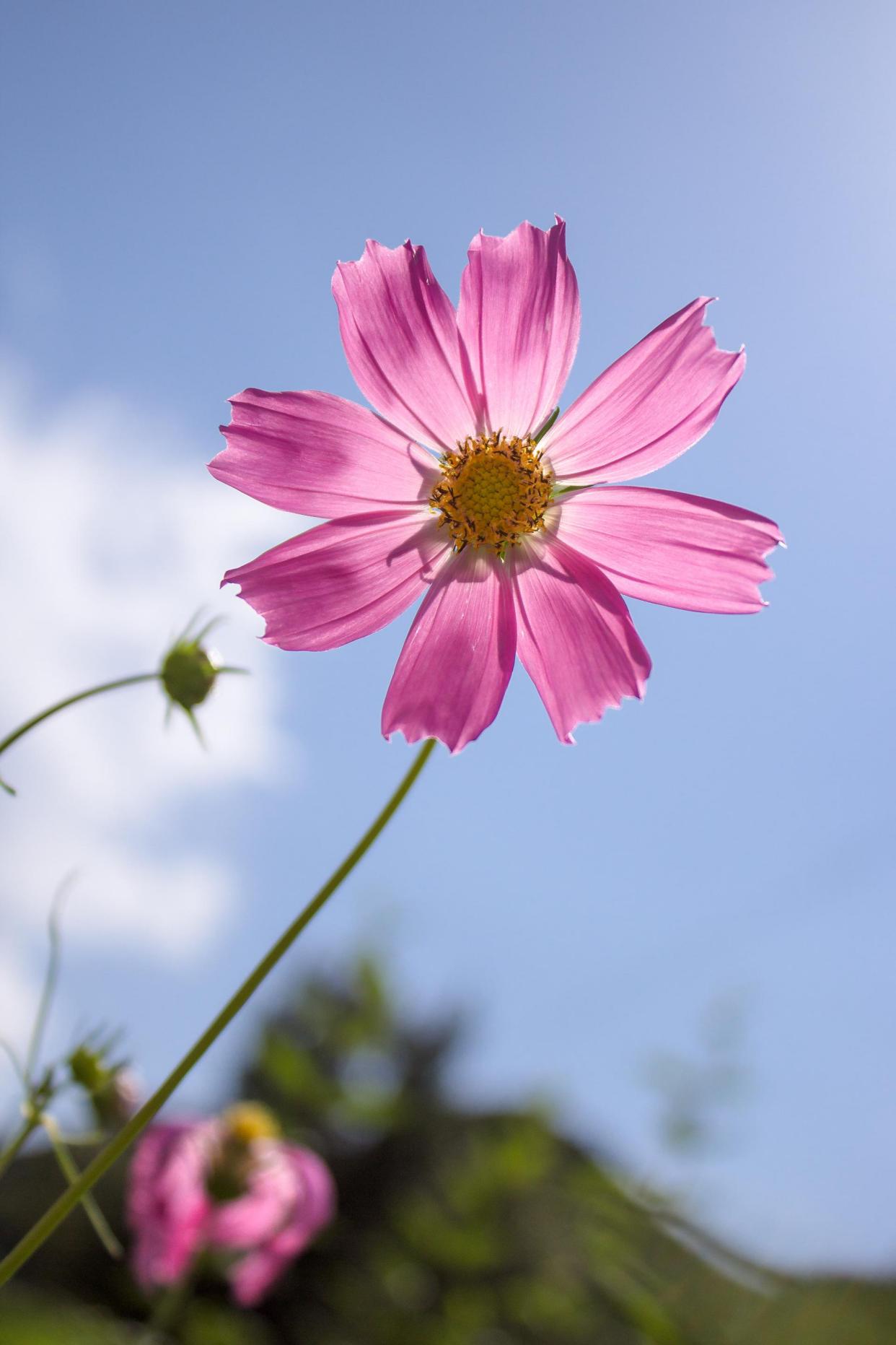 格桑花种子什么时候播种最好（波斯菊的播种时间及方法）