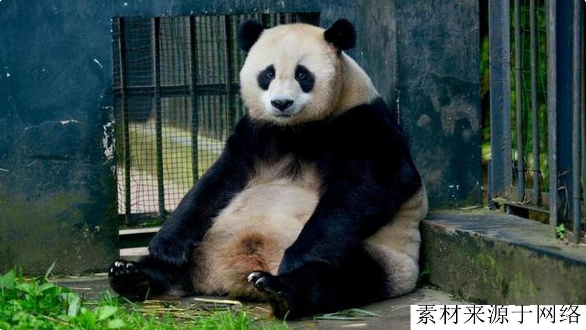 熊猫习性（大熊猫不喜欢交配主要受哪些因素影响呢）