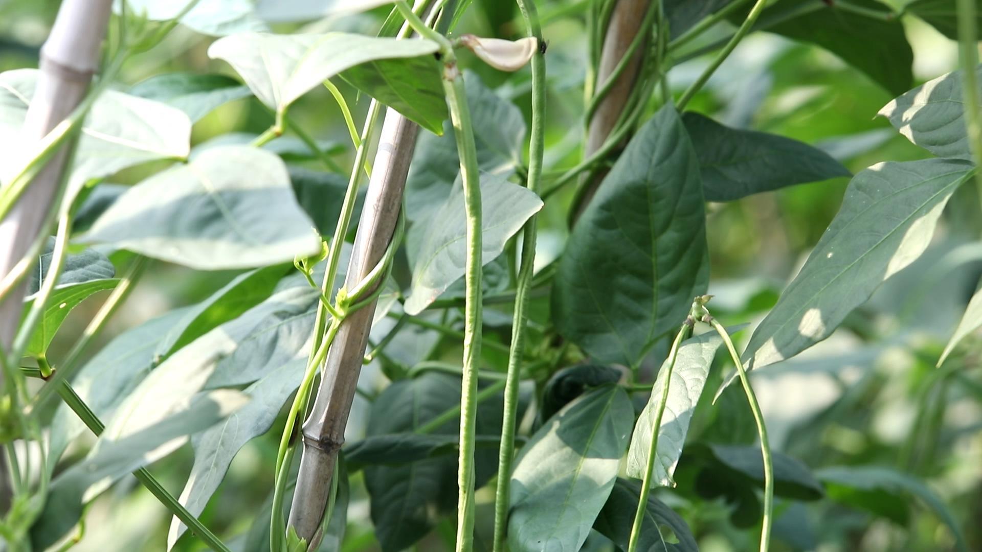 豆角开花期能浇水吗（豆角在开花结荚期的浇水方法）