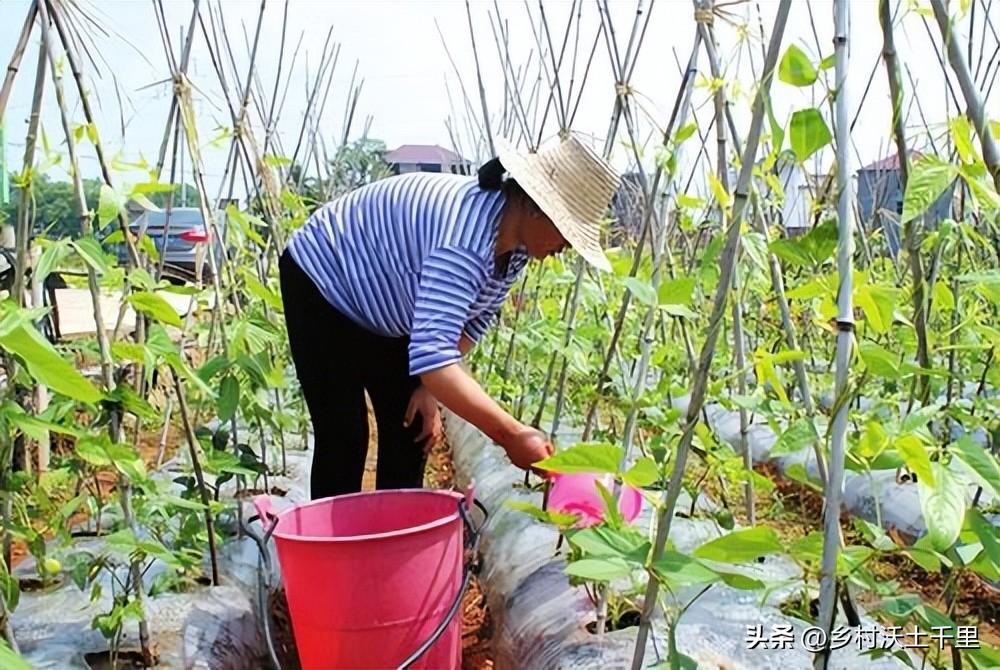 豆角浇水的正确方法（给豆角浇水的时候有哪些注意事项）